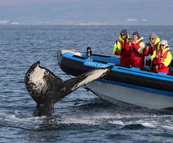 Húsavík: Original Großwalsafari & Papageientaucher mit dem Schnellboot