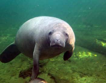 Orlando: Kayaking Tour with Manatee Encounter