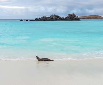 San Cristobal: 360 saarikierros snorklaamalla