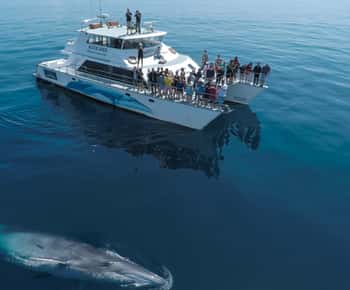 Auckland: Bálna- és delfinmegfigyelés félnapos Eco Cruise