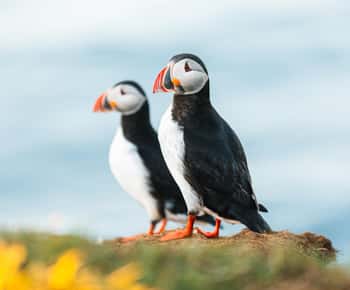 Húsavík: Whale-Watching Cruise and Puffins Guided Tour