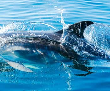 From Malaga: Day trip to Gibraltar and Dolphin Boat Tour