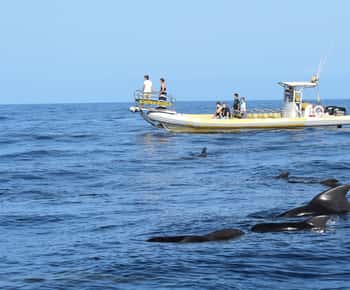 Los Gigantes: Dolphin and Whale Watching Cruise by Speedboat