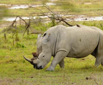 From Nairobi: Lakes Nakuru & Naivasha National Park Day Tour
