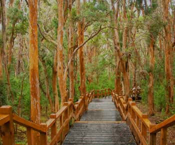 From Bariloche: Victoria Island and Myrtle Forest Boat Trip