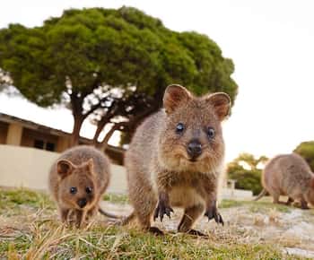From Fremantle: Rottnest Island Ferry and Bike Day Tour
