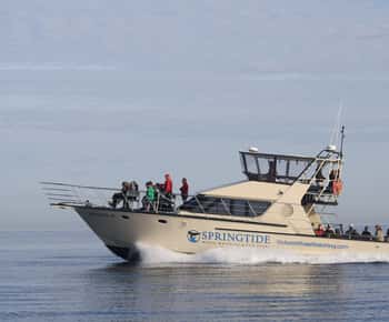 Victoria: 3-Hour Whale Watching Tour