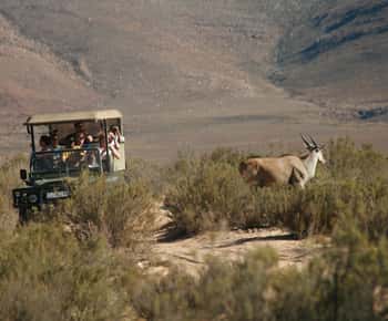 從開普敦出發：五巨頭野生動物保護區駕車之旅（含午餐）