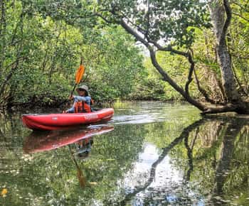 Bohol: Túneles de manguezais sustentáveis e trilha de caiaque com vaga-lumes