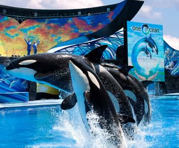 SeaWorld Orlando: Ingresso para o parque