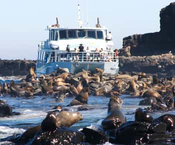 Ilha Philip: Cruzeiro de observação de focas