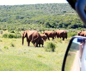 Fra Cape Town: 5-dagers safari langs Garden Route og Addo
