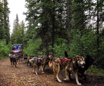 Skagway: Tour panoramico e di addestramento dei cani dello Yukon