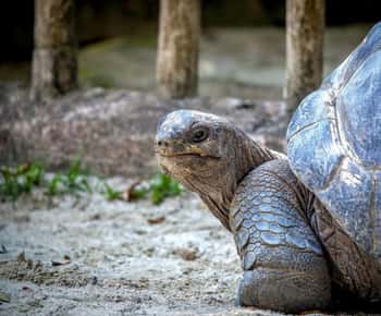 Mauritius: Ile aux Aigrettes Nature Reserve with Boat Ride
