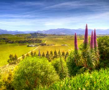 From Blenheim/Picton: Marlborough Gourmet Wine Tasting Tour