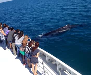 Perth: cruzeiro de observação de baleias a partir do Hillarys Boat Harbour