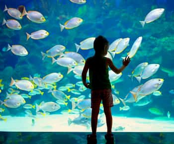 Ingresso para o Museu Oceanográfico de Mônaco