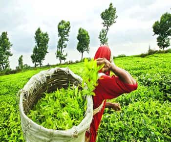 Nuwara Eliya Full day: 5Waterfalls, 2Tea Test & pick by TUK