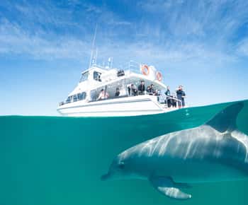 Perth: Swim with Wild Dolphins Tour