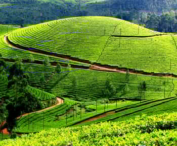 Excursión privada de un día a Munnar