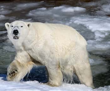 Fra Rovaniemi: Tur til Ranua Wildlife Park