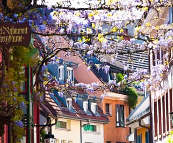 Freiburg: Gässle, Bächle and More City Tour
