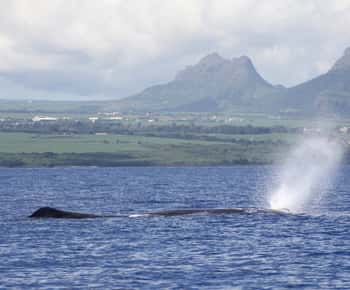 Black River: Dolphin Swim and Whale Watching by Speedboat