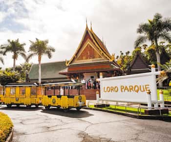 From South Tenerife: Loro Park Zoo Ticket & Hotel Transfers