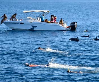 Black River Swim with Dolphins Speedboat Tour