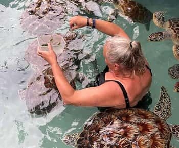 Stone Town, Jozani Forest, Sea Turtles & The Rock Restaurant