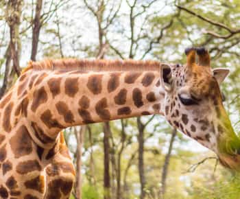 Visit to the Giraffe Centre