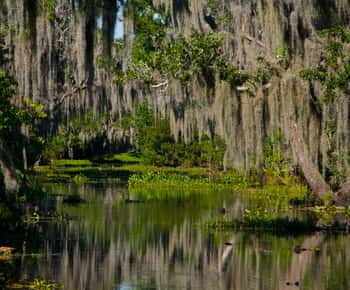 New Orleans: High Speed 16 Passenger Airboat Ride