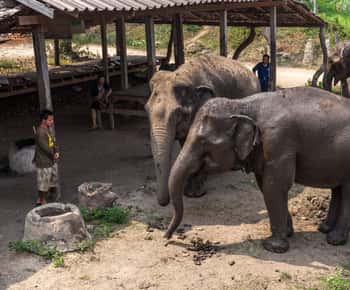 De Bangkok: Excursão ao Santuário de Elefantes e Kanchanaburi