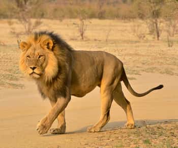 De Durban: Excursão de meio dia para um safari