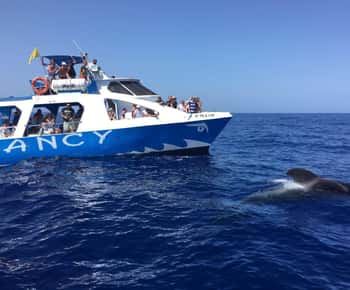 La Palma: Wildlife Viewing und Cumbre Vieja Bootstour
