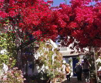 Cordoba Courtyards na kole, Elektrické kolo