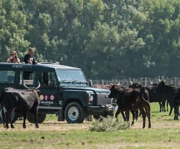 Safari 4x4 in Camargue / VIP Tour 3h30 / Grau du Roi