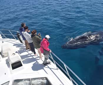 Whale Watching Cruise from Busselton, Augusta or Dunsborough