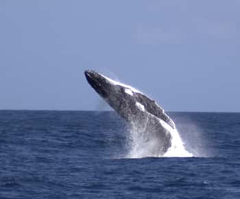 Moreton Island: Tangalooma Whale Watching & Dolphin Feeding