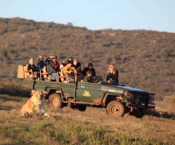 Fra Cape Town: 5-dagers tur til Garden Route og Addo Elephant Park