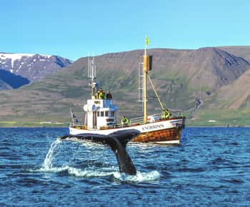 Árskógssandur: Bootsfahrt zur Walbeobachtung