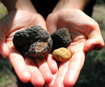 San Gimignano: Truffle Hunting with Lunch & Wine Tasting