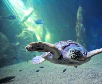 Cala Gonone Aquarium Entry Ticket