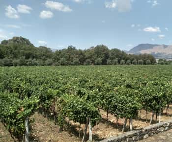 Etna: Borkóstoló és Food Tour