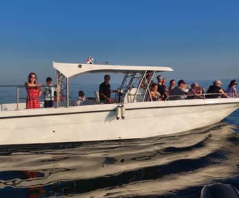 Umag: Dolphinwatching & sunset panorama tour
