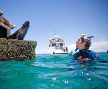 From Melbourne: Seals & Dolphins Snorkeling Cruise w/ Lunch