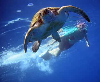 Tenerife: kayak e snorkeling con le tartarughe con video gratuiti