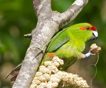 Zealandia päiväkierros