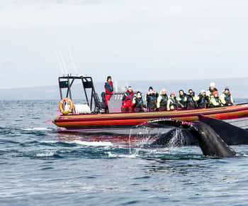 Húsavík: Große Wale und Papageientaucherinsel Speedboat Tour