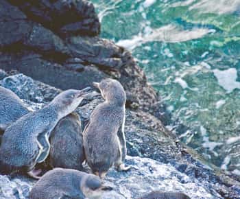 Akaroa: Pohatu dwergpinguïns Avondbelevenis van 3 uur